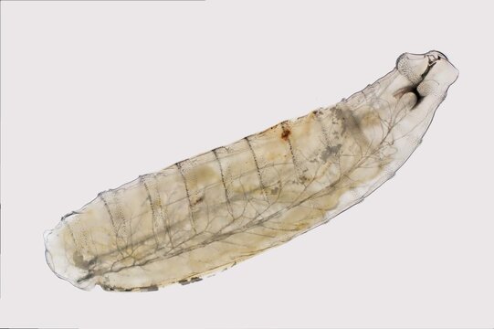 Photomicrograph of a flesh fly maggot (Sarcophagidae fly family). Approximately 200x magnification.