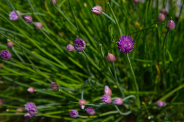Fototapeta premium Vibrant Purple Blooming Chive Flowers (Allium schoenoprasum) with Green Stalks in Spring Garden Macro
