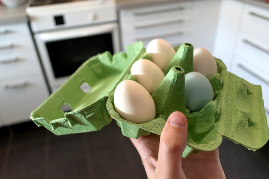 Domestic chicken eggs, free range raised and fed, ornamental hen, blue egg layer, pekin bantam, ardennaise, padovana