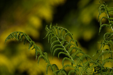 Close-up of vibrant green fern leaves (Polypodiopsida) unrolling in spring sunlight, natural bokeh background for ecology and forest environment concepts. Beautiful forest background wallpaper  © TomKorcak