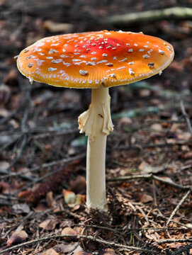 Close-up photo of poisonous red fly agaric or Amanita muscaria mushroom growing in forest. Natural background.