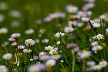 Meadow filled with blooming common daisies (Bellis perennis) among lush green grass in spring, low angle macro with soft bokeh and shallow depth. © TomKorcak
