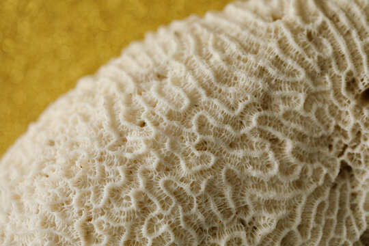 Macro view of natural white coral showing detailed patterns and organic shapes