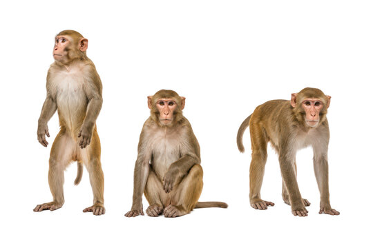 Three poses of a rhesus macaque isolated on a white background, showing standing, sitting, and walking positions with detailed fur and natural body posture. Ideal for wildlife, zoology, biology