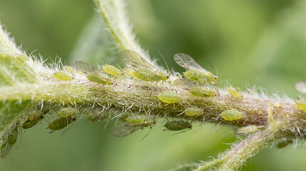Fototapeta premium Close-Up Macro View of Green Aphids Clustered on Plant Stem