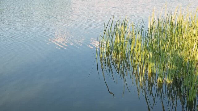 Water glimmers under the sunlight as tall grass sways gently at the edge. The location shows a natural setting with reflections from the sky and water