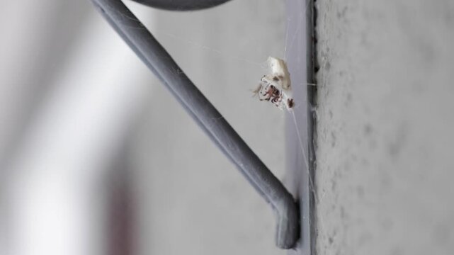 Side shot of Spider Egg Sac Attached to Wall through spider web
