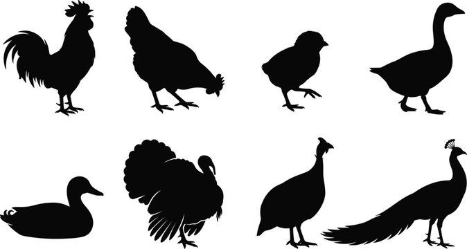 Farm Bird Silhouette Vector Bundle Featuring Rooster Hen Chick Goose Duck Turkey Guinea Fowl and Peacock Collection