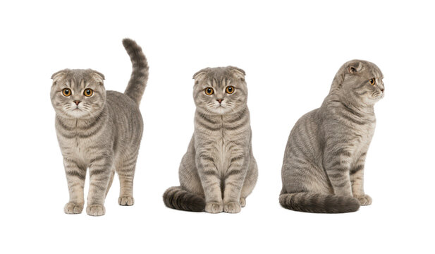 Three Scottish Fold cats shown in standing, sitting, and side profile poses isolated on a white background, featuring soft silver tabby coats, folded ears, expressive amber eyes, and a clean studio 