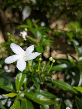 White Crape Jasmine Flower Macro, Tabernaemontana divaricata Pinwheel Flower with Green Buds and Leaves