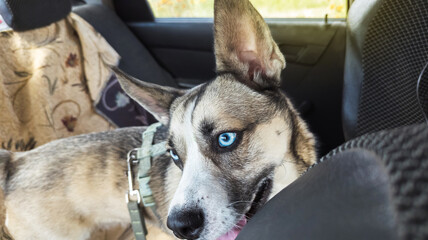 A dog in a car in summer heat. Mixed breed husky with blue eyes locked in a hot car backseat looking through the window, risking a heatstroke. © Siniehina
