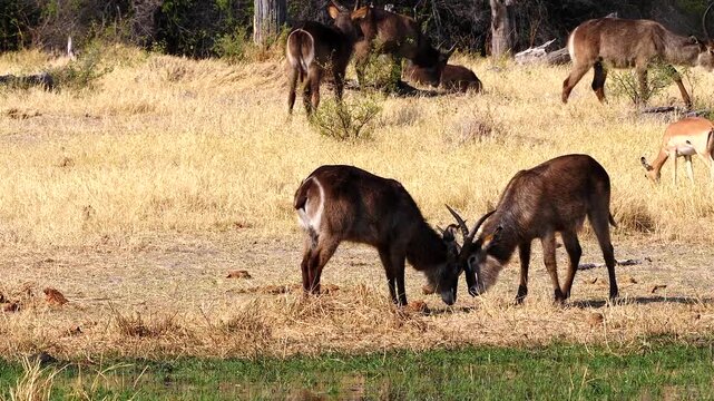 water bucks, Kobus ellipsiprymnus, fight playful 172 
