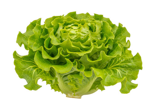 Fresh green iceberg lettuce head beautifully presented isolated on transparent background