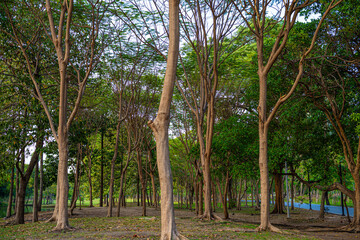 Fototapeta premium Tropical tree forest plantation in green city public park sunset light