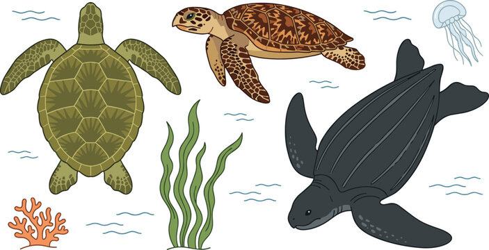Sea Turtle Vector Element Set Featuring Different Species with Leatherback Green Turtle Hawksbill Jellyfish Seaweed and Coral for Marine Life Designs