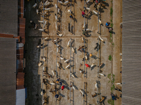 Aerial view of Pasar Pon Ambarawa with numerous goats tethered in rows and farmers walking between them in a livestock market in Bawen, Central Java, Indonesia.