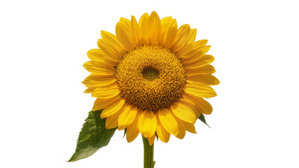Obraz premium Isolated beautiful vibrant yellow sunflower with green leaves and stem in full bloom