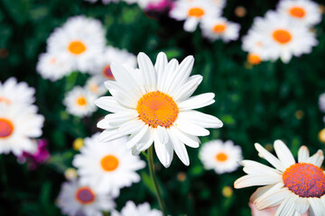 Fototapeta premium Pink Flower close up 