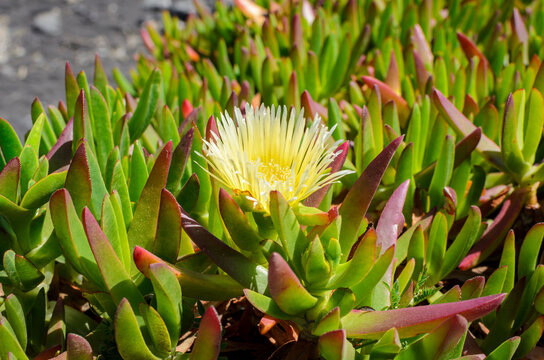 Yellow ice plant flower blooming among succulent green leaves. Sunny day, close up macro shot