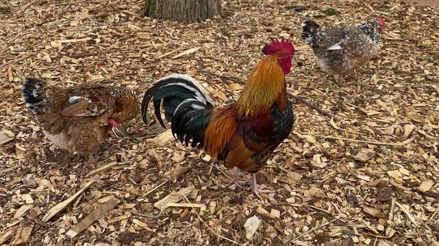 The Cochin large domestic chicken on the farm in South Africa. It derives from large feather-legged chickens brought from China to Europe and North America in the 1840s and 1850s