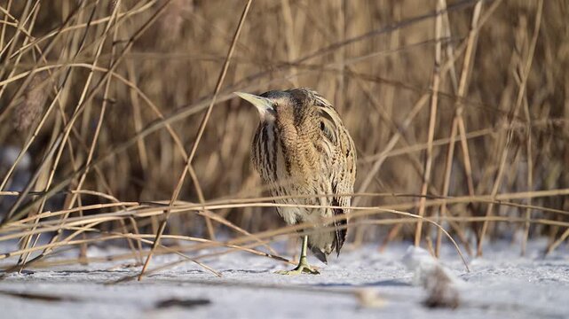 Great bittern bird ( Botaurus stellaris ) close up