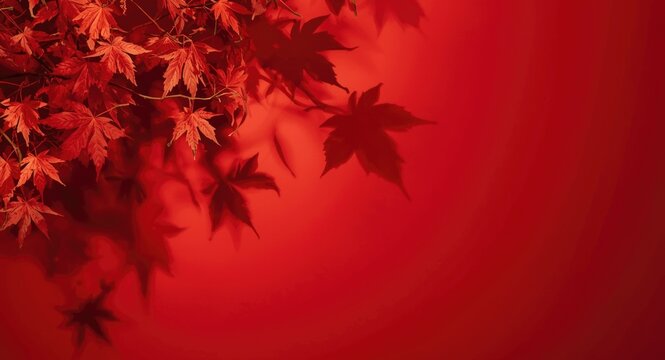 Minimal autumn design featuring maple leaves shadowed on a red background with empty space for design