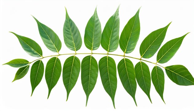 Henna Tree Branch With Leaves Lawsonia Inermis Isolated Png
