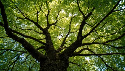 Fototapeta premium Looking up at a large tree with green leaves in sunlight