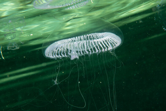 Close up of crystal jelly (Aequorea victoria) in tropical waters of Raja Ampat