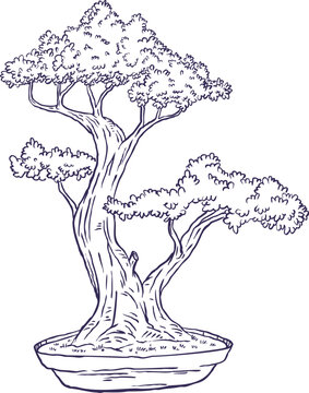 Hand drawn vector illustration of traditional Japanese bonsai tree with thick trunk in ceramic pot, isolated on white. Elegant oriental line art for zen decoration.