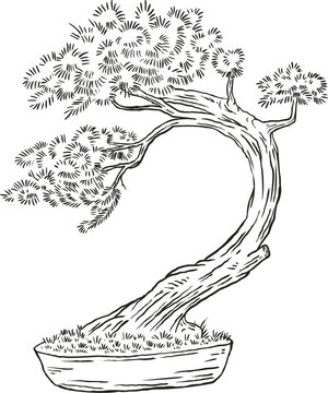 Hand drawn vector illustration of slanting or windswept style coniferous pine bonsai tree in pot. Detailed line art sketch of traditional Japanese art, isolated on white.