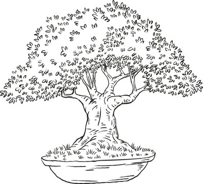 Vector line art illustration of wide-canopy deciduous bonsai tree with thick textured trunk in low pot. Hand drawn sketch of miniature nature, isolated on white.