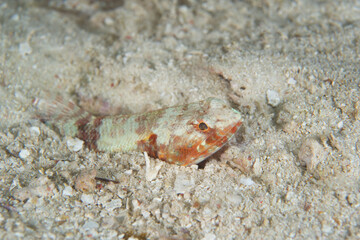 Fototapeta premium Variegated lizardfish (Synodus variegatus) buried in sand in Raja Ampat Indonesia