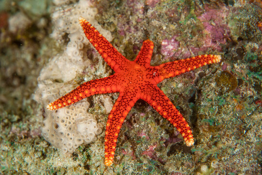 Red Fromia starfish (Fromia indica) on coral reef in Raja Ampat Indonesia