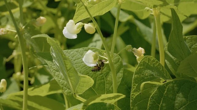 A bee collects pollen from a flower on a bean plant in a garden. The sunlight shines on the leaves and flowers as the bee works.