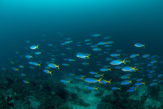 School of Yellow and Blueback Fusilier (Caesio teres) swimming above coral reef in Raja Ampat
