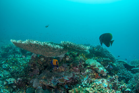 Table corals with batfish on tropical reef in Raja Ampat Indonesia