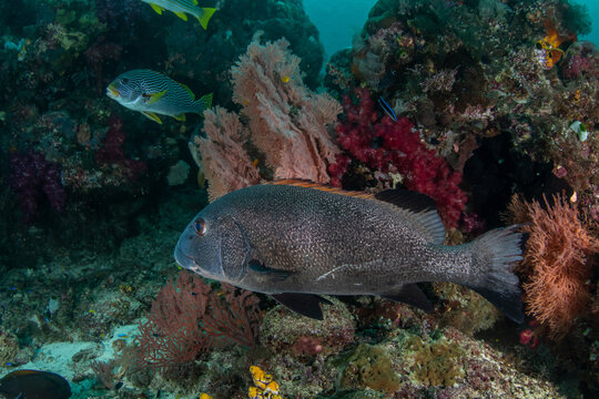Adult Giant Sweetlips Among Sea Fans and Coral Reef, Raja Ampat