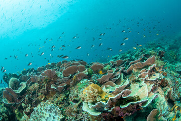 Turbinaria lettuce coral surrounded by tropical reef fish in Raja Ampat © Krzysztof Bargiel