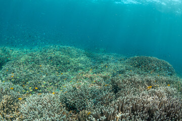 Wide Angle View of Staghorn Coral Reef and Fish in Raja Ampat © Krzysztof Bargiel