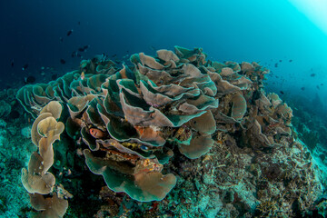 Large Turbinaria Coral Colony in Clear Water, Raja Ampat © Krzysztof Bargiel