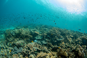 Dense Coral Reef with Thousands of Fish, Raja Ampat © Krzysztof Bargiel