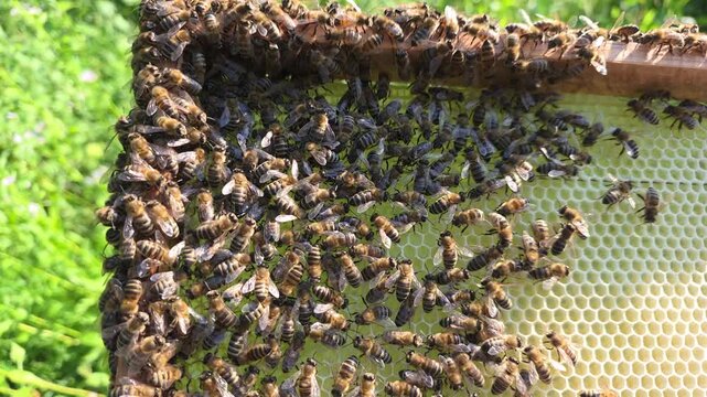 Bees in evening rays of sun.
Video for relaxation. Warm tones and slow strokes of the wings of insects act soothingly.
