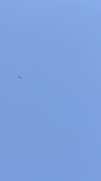 Vertical video of a bird of prey soaring in a clear blue sky. Lone hawk or eagle gliding through the air. Wildlife and nature concept
