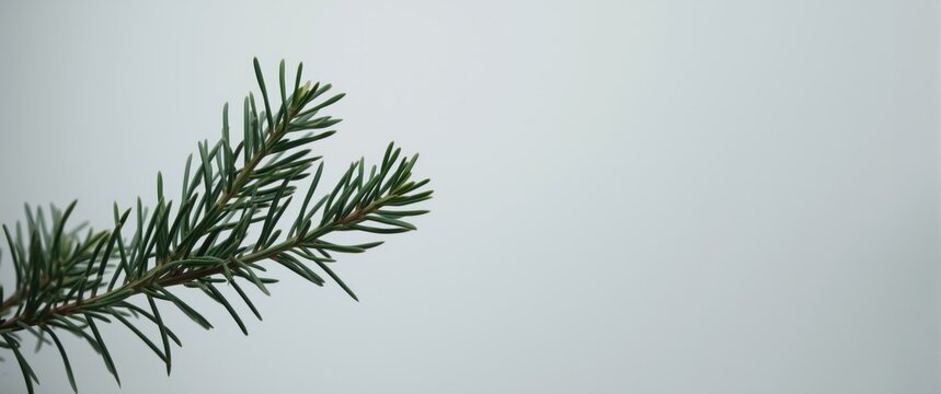 Green pine branch against a light background
