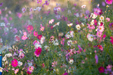 Fototapeta premium pink flowers in the garden