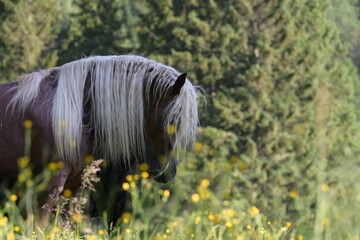 Portrait eines wunderschönen blonden Noriker Hengstes auf der Weide in der Morgensonne © Grubärin