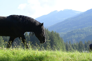 Portrait eines schönen Noriker Deckhengstes auf der Weide in den Bergen © Grubärin