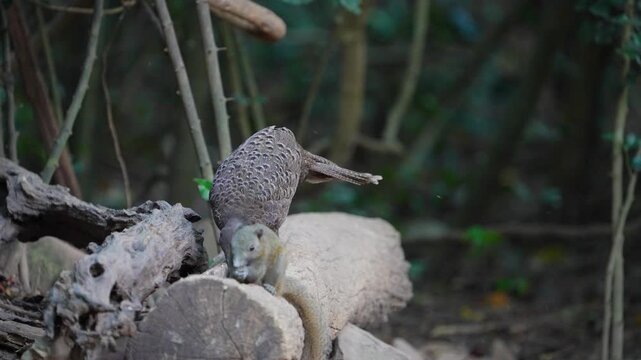 Grey Peacock Pheasant Polyplectron bicalcaratum Spectacled birds search for seeds on the ground in mountain forests.