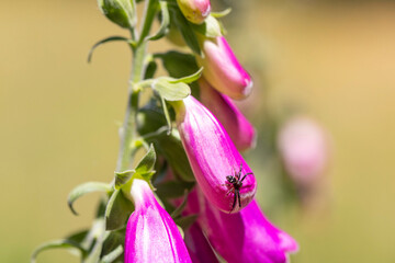 Crab spider resting on vibrant foxglove flower bell © Barosanu